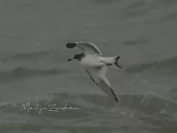 Vorkstaartmeeuw [Xema sabini] - Zuiderhavenhoofd Scheveningen Zuid-Holland (30okt2025)       